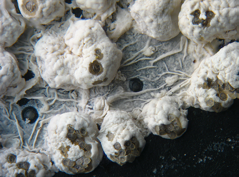 Diderma crustaceum